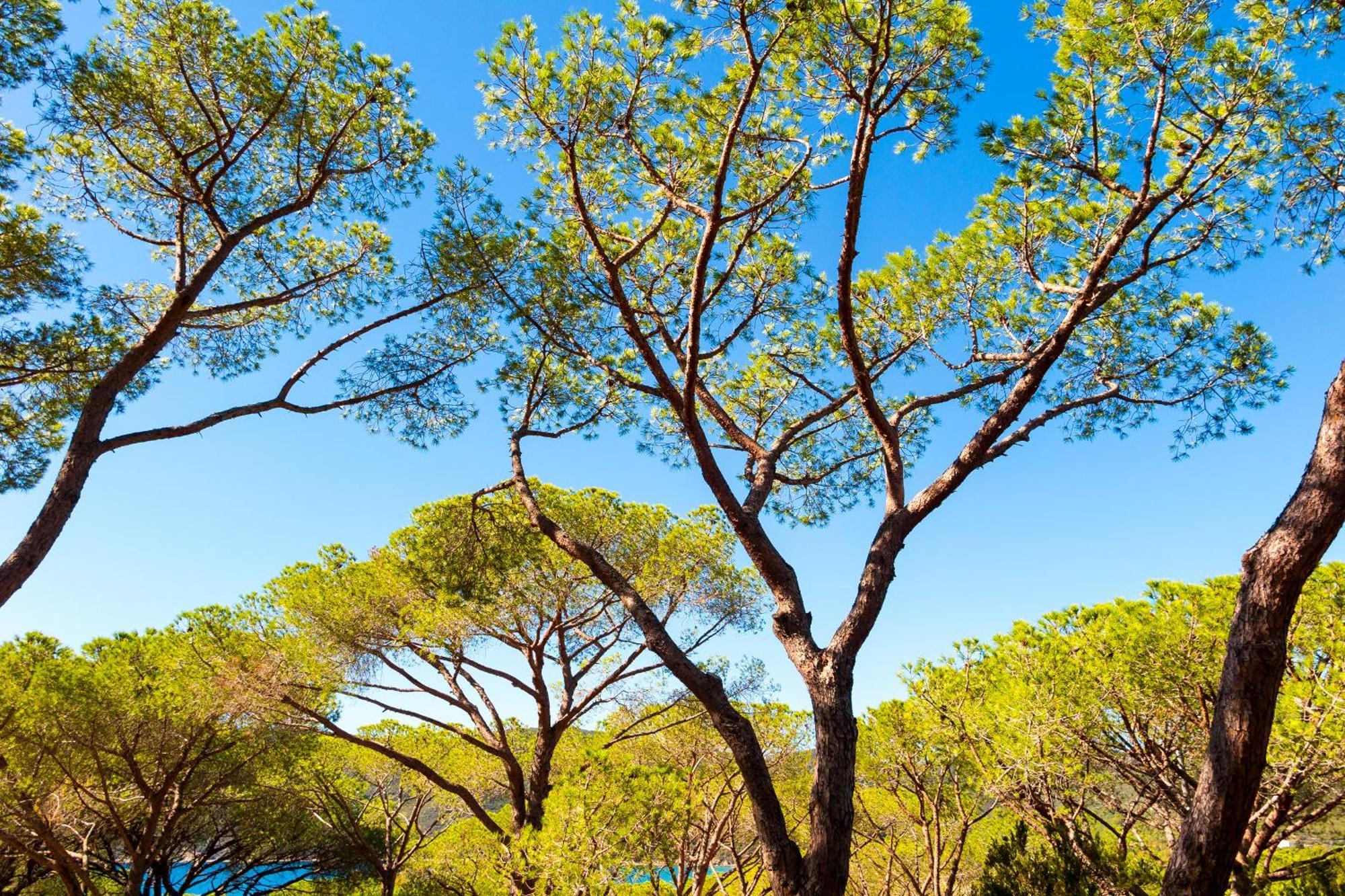 Camping Lacona Pineta Capoliveri  Ngoại thất bức ảnh